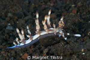Candles in the dark.
Nudibranch at Tulamben, Bali, Indon... by Margriet Tilstra 